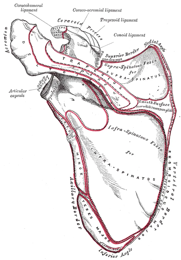 Left scapula. Posterior surface, or dorsum