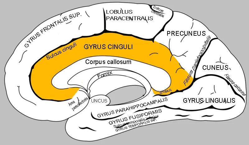 Gyrus cinguli Medial surface of right cerebral hemisphere. Figure 727 from Gray's Anatomy. Flipped horizontally (modern textbooks usually show the frontal pole on the left side). Captions changed from english to latin (T