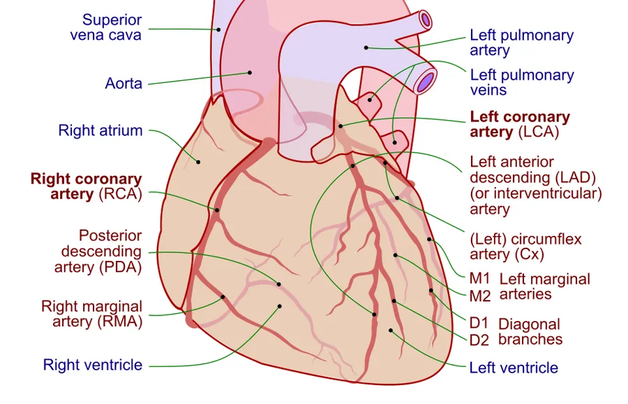 Coronary circulation, with coronary arteries labeled in red text and other landmarks in blue text.