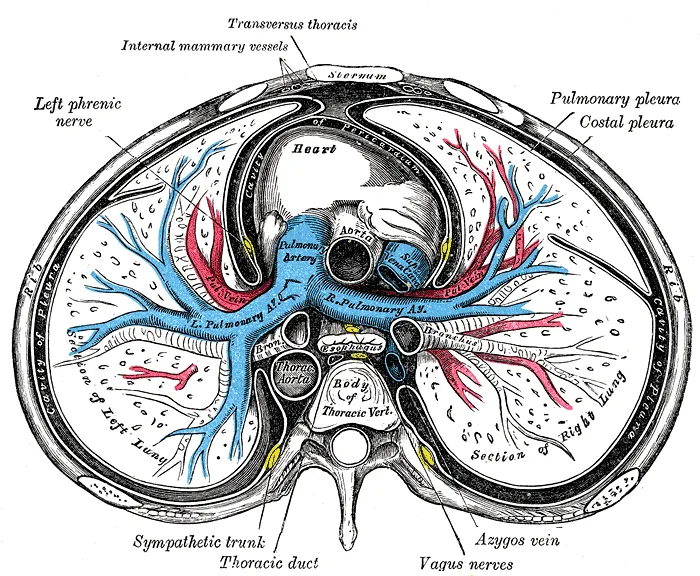Pulmonary vein