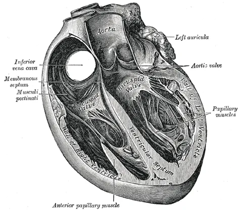 Internal structure of the human heart