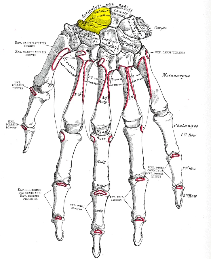 Scaphoid bone (shown in yellow).