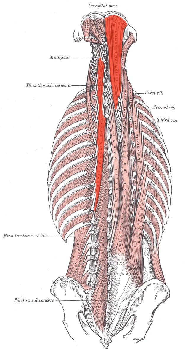 Semispinalis muscle