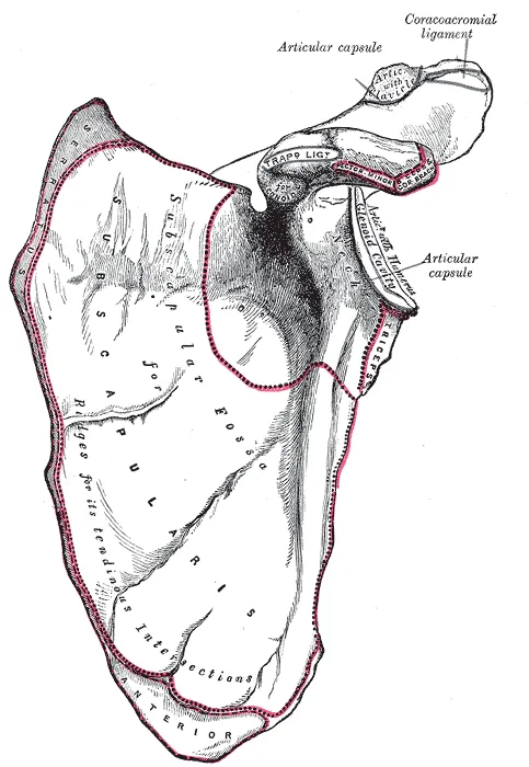Left scapula, anterior surface or venter