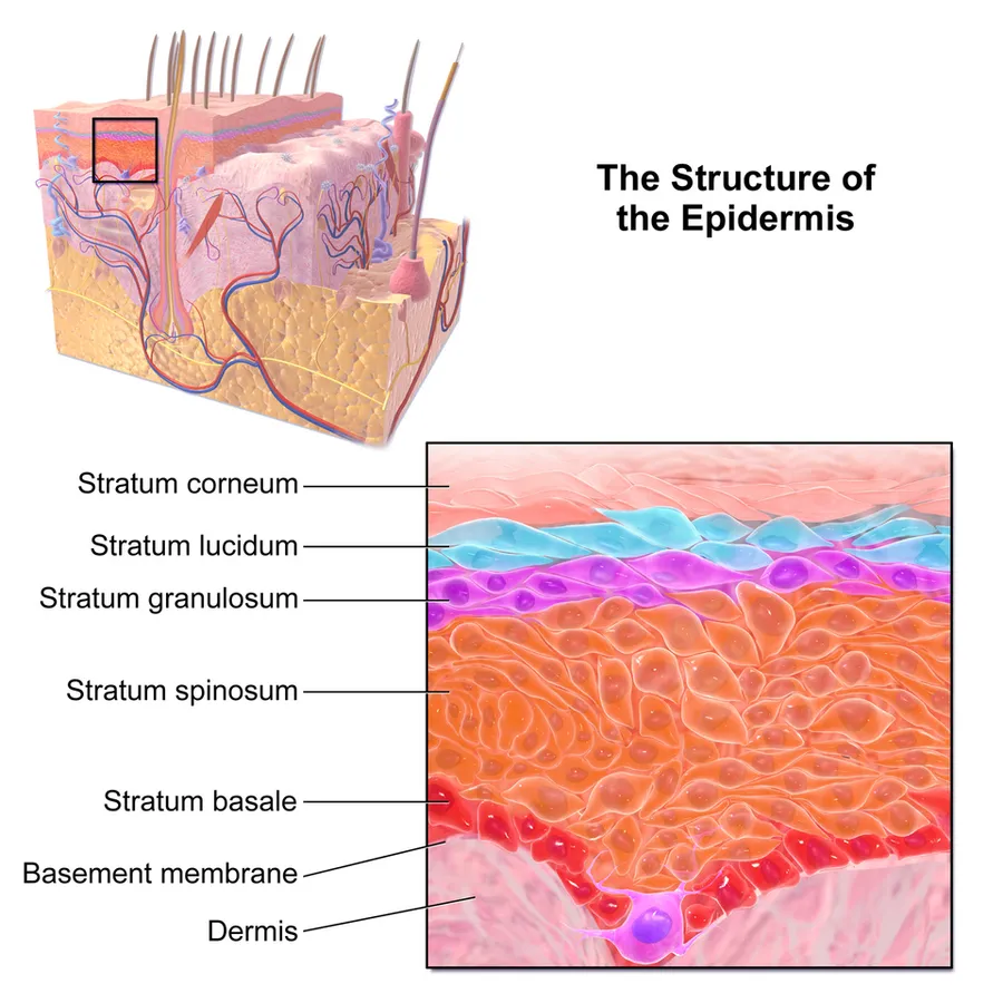 Epidermis.