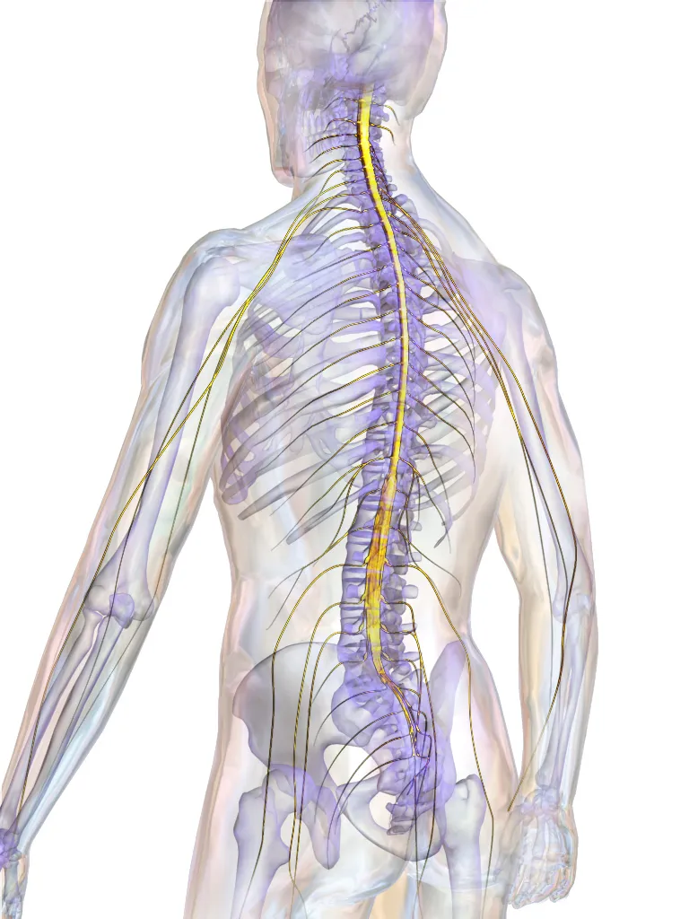 Spinal Cord.