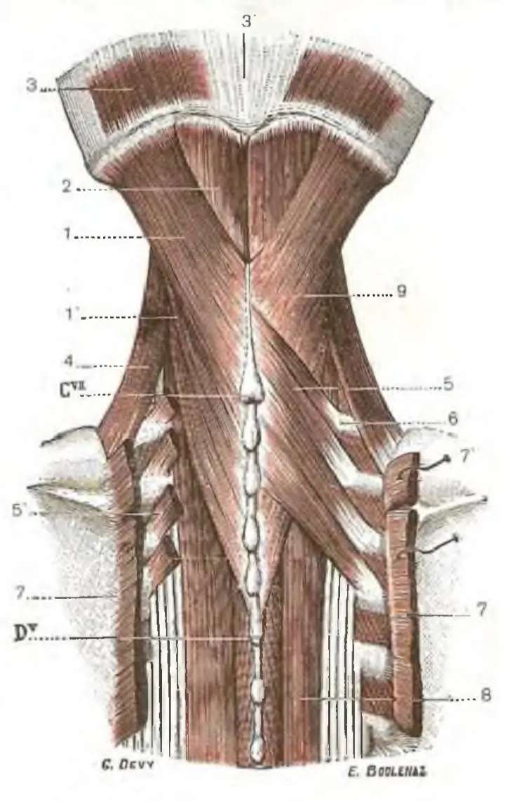 Anatomical cartoon depicting the deep, posterior muscles of the neck.