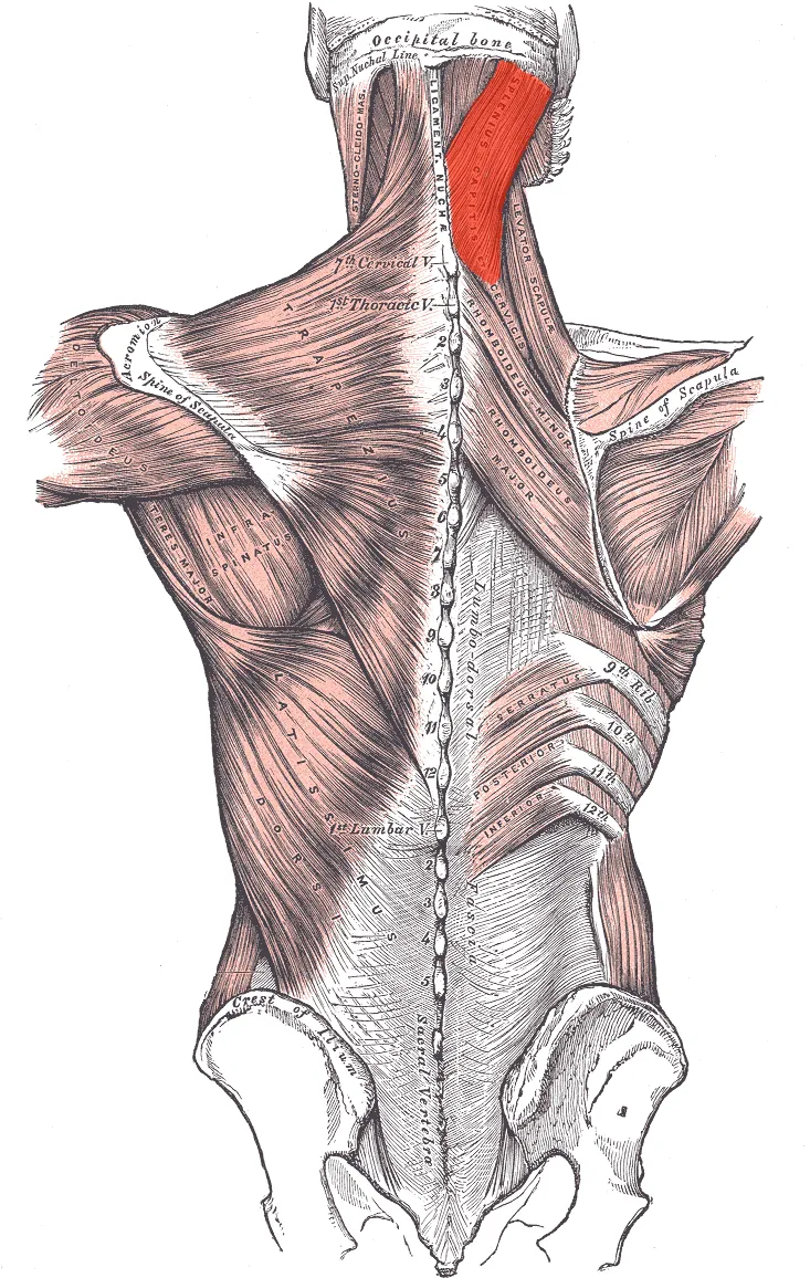 Splenius muscle