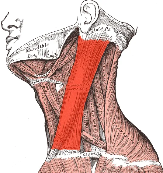 sternocleidomastoideus muscle