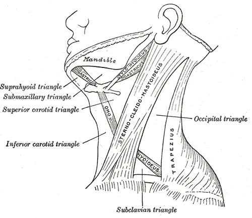 Triangles of the neck.