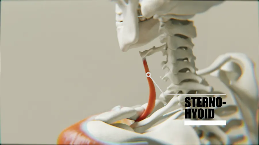 SternoHyoid