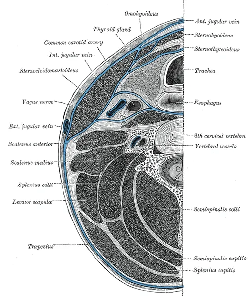 A cross-section diagram of the human neck at the level of C6 showing the fascia compartments, muscles, organs, bone, and major arteries, veins, and nerves.