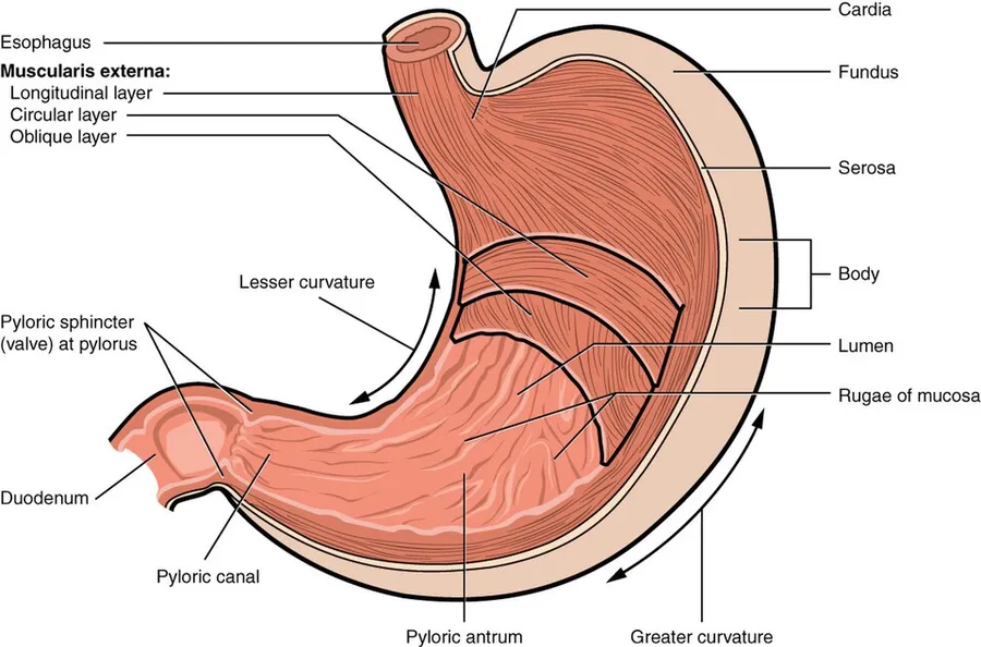 Illustration from Anatomy & Physiology, Connexions Web site. http://cnx.org/content/col11496/1.6/, Jun 19, 2013.