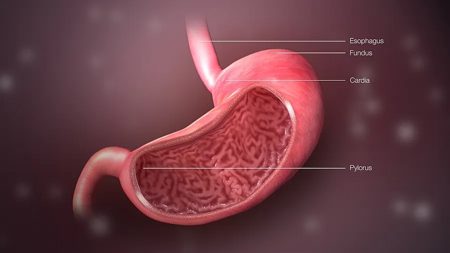 3D Medical Animation Still Showing esophagus, cardia, fundus, the body and pylrous