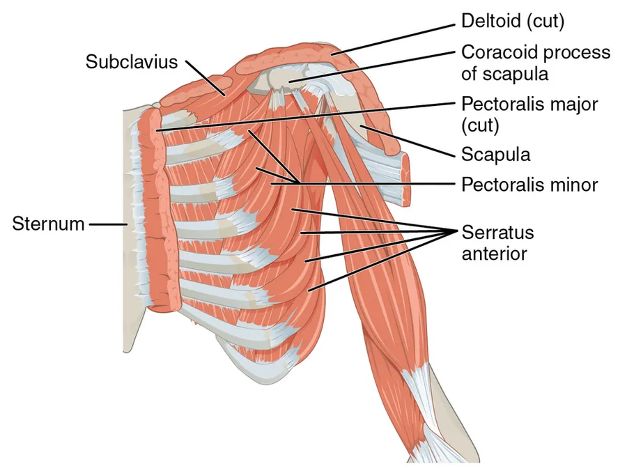 The muscles that stabilize the pectoral girdle make it a steady base on which other muscles can move the arm. Note that the pectoralis major and deltoid, which move the humerus, are cut here to show the deeper p