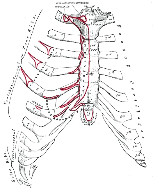 Anterior surface of sternum and costa cartilages.