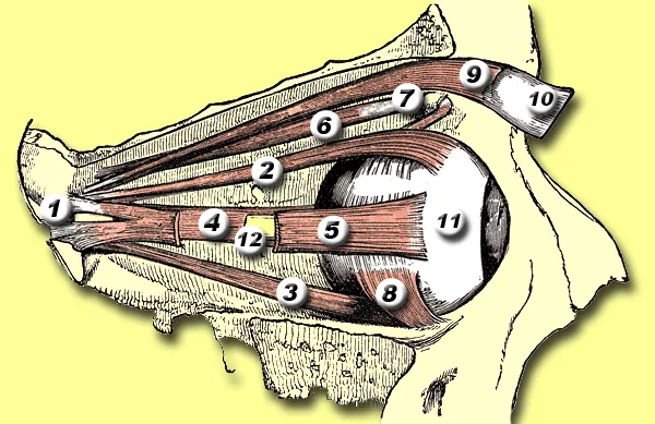 Muscles of the eye - based on image 889 from online edition of Gray's Anatomy