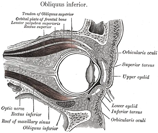 Superior oblique muscle