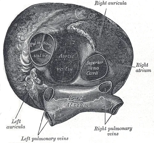 Superior vena cava