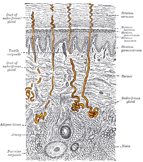 Sectional view of the skin with sweat glands highlighted