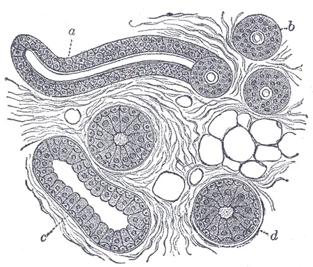 Body of a sudoriferous-gland cut in various deirections. a. Longitudinal section of the proximal part of the coiled tube. b. Transverse section of the same. c. Longitudinal section of the distal part of the coiled tube.