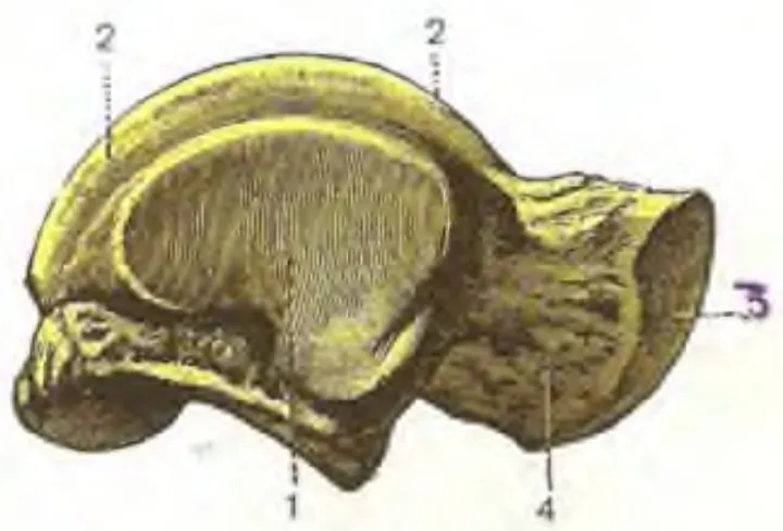Anatomical cartoon depicting the lateral aspect of a right-sided talus bone.