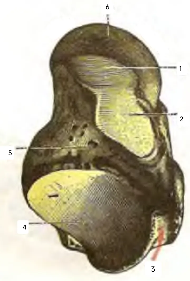 Anatomical cartoon depicting the inferior aspect of the right-sided talus (human bone).