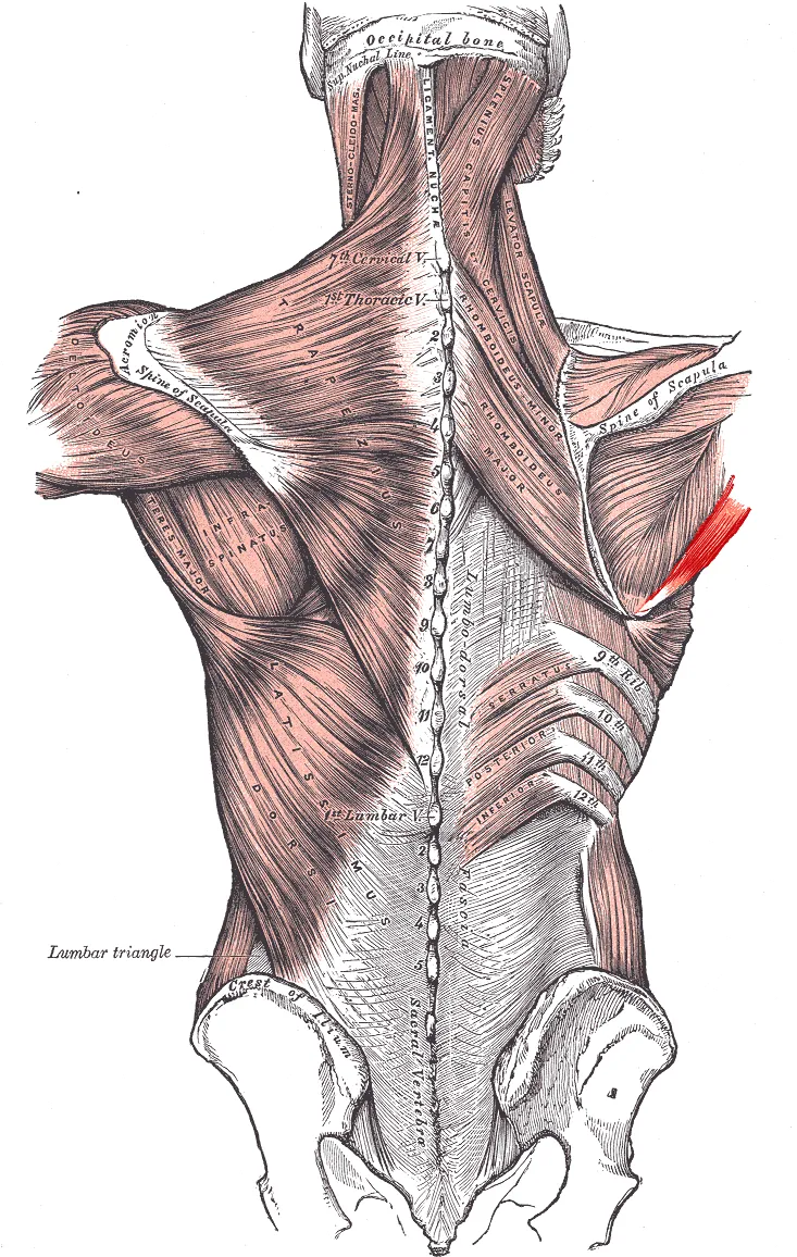 Posterior view of muscles connecting the upper extremity to the vertebral column.