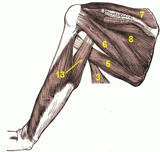 #3 M. latissimus dorsi #5 M. teres major #6 M. teres minor #7 M. supraspinatus #8 M. infraspinatus #13 M. triceps brachii, Caput longum names replaced by numbers