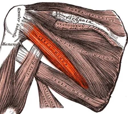 Teres minor, colorized