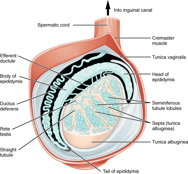 Human testicle.