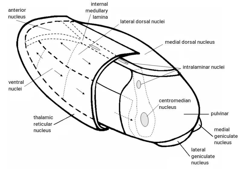 This diagram shows locations in three dimensional perspective of various nuclei and nucleus groups of the human left thalamus. It is an English translation from the Dutch-language diagram Thalamus3.PNG by Albert Kok. The