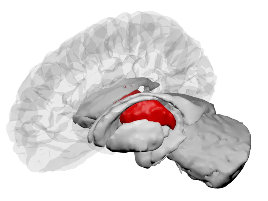 Thalamus region of the human brain. Image was generated based on the Desikan-Killiany atlas using the BrainPainter software https://brainpainter.csail.mit.edu/.