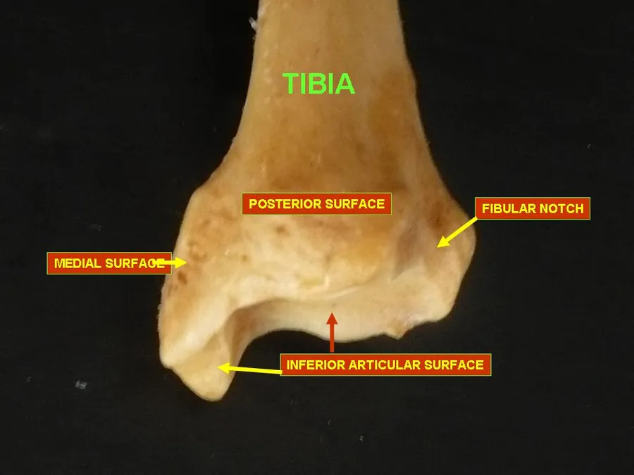 Tibia - inferior epiphysis (posterior view)
