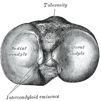 Upper surface of right tibia.