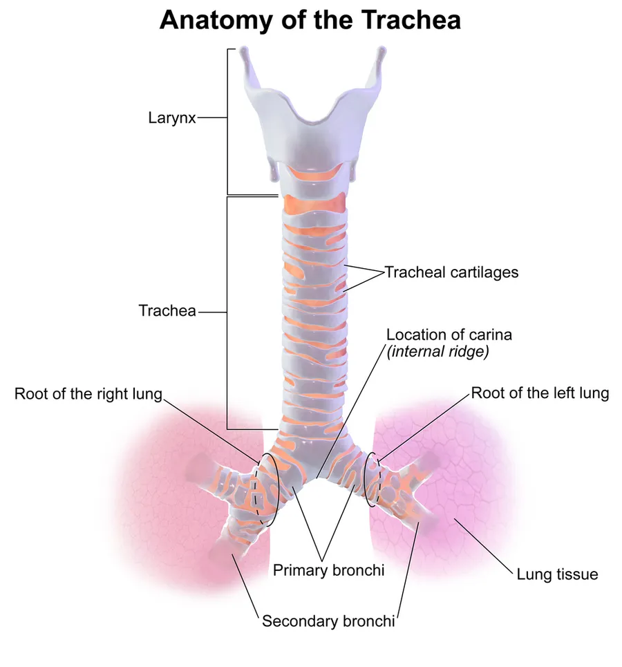 Trachea.