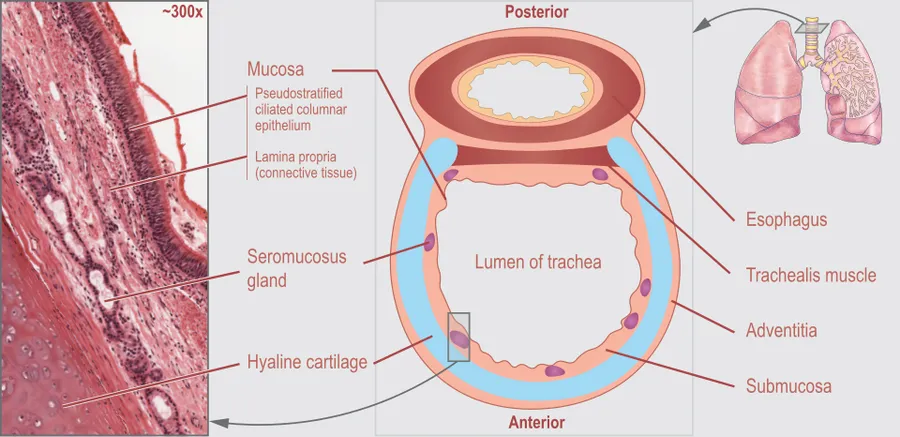 Cross-sectional diagram of a trachea and esophagus
