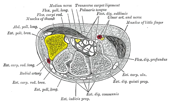 Transverse section across the wrist. Palm on top, thumb on left. Trapezium is shown in yellow (labelled as "Greater Multang").