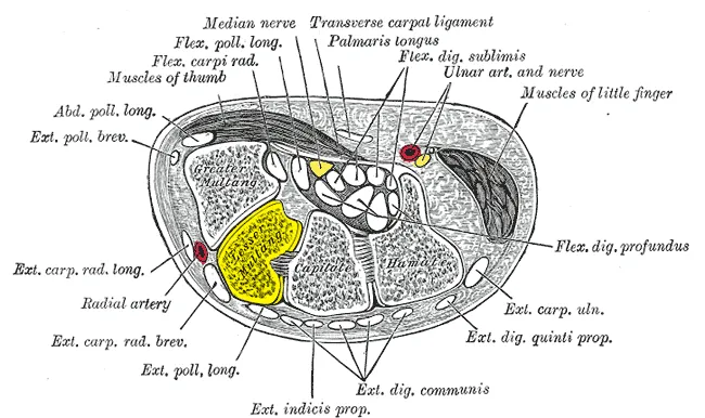 Transverse section across the wrist. Palm on top, thumb on left. Trapezoid bone shown in yellow (labelled as "Lesser Multang".)
