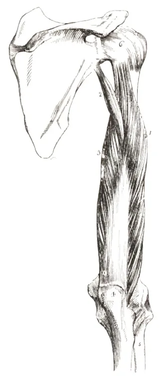 Anatomical cartoon depicting the three heads of the right-sided triceps brachii muscle; posterior view.