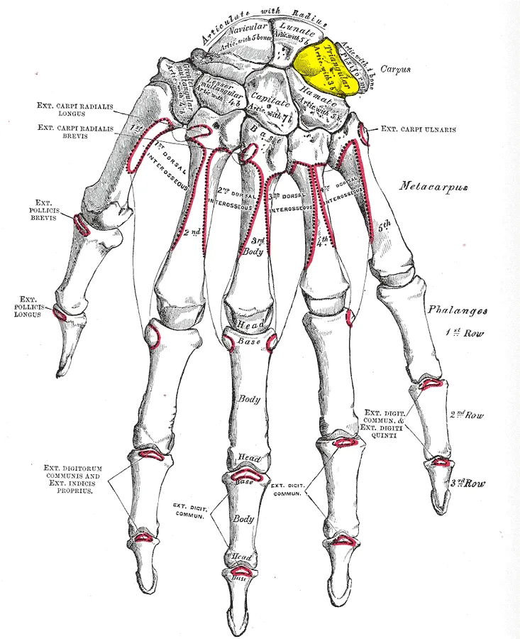 Triquetral bone (shown in yellow).