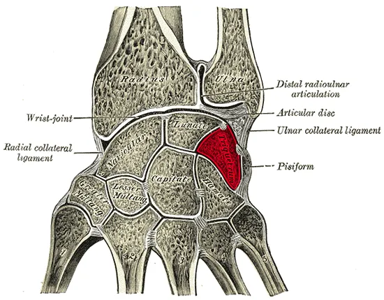 wrist bones. Triquetral bone (shown in red)