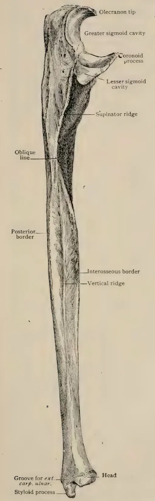 Anatomical picture of a right human ulna.