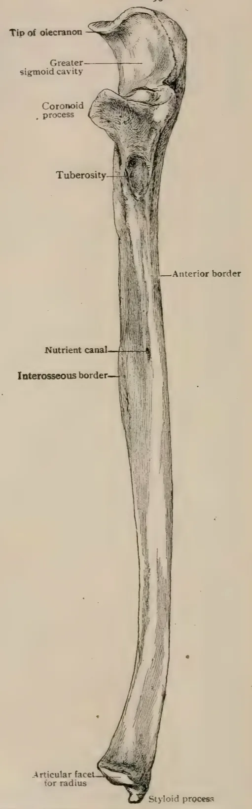 Anatomical drawing of a right human ulna.