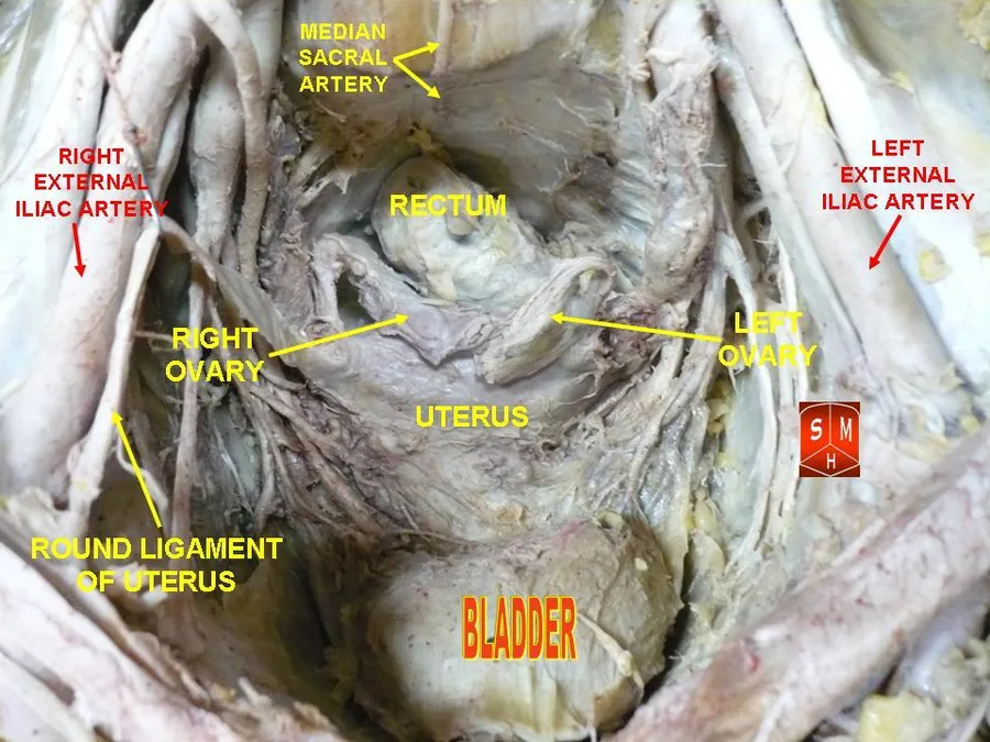 Anatomical preparations
