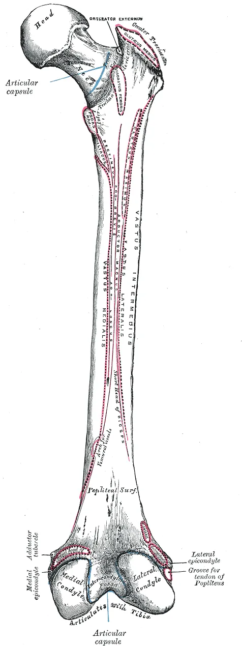 Right femur, posterior surface.