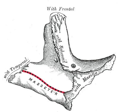 Left en:Zygomatic bone, inner surface.
